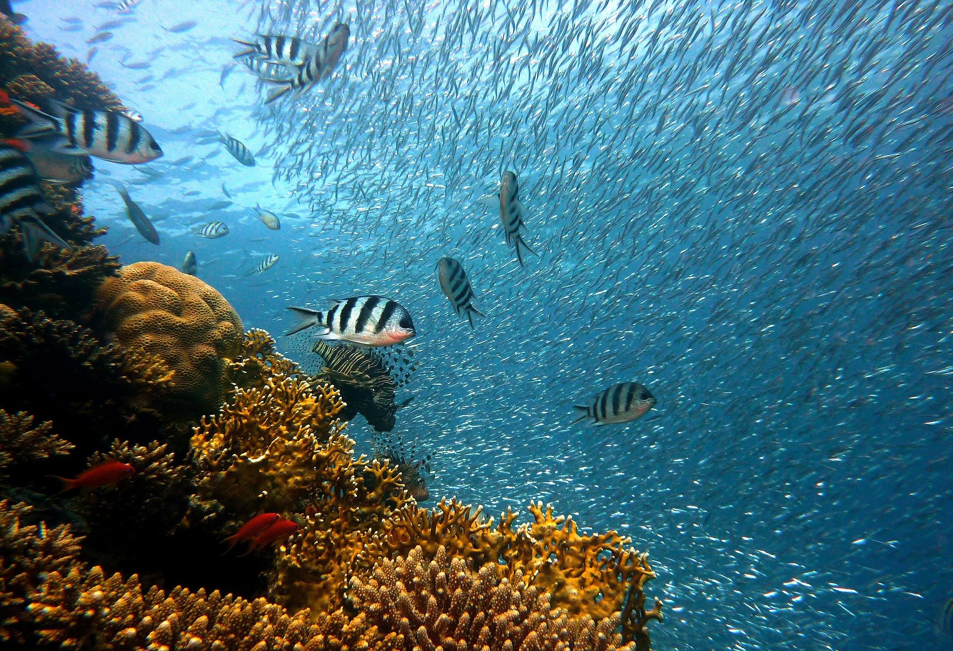 La plongée sous marine