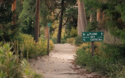 Guide des sentiers de la Plaine des Cafres : meilleures randonnées