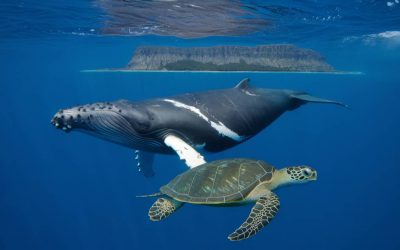 Découvrir les animaux marins à la Réunion : baleines, tortues et plus