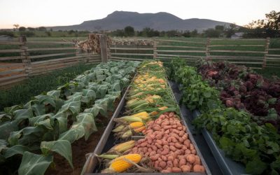 Les fermes de la Plaine des Cafres, à la découverte de l’agriculture locale
