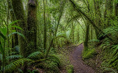 Foret de bebour : je vous guide dans l’une des plus belles forêts de la Réunion